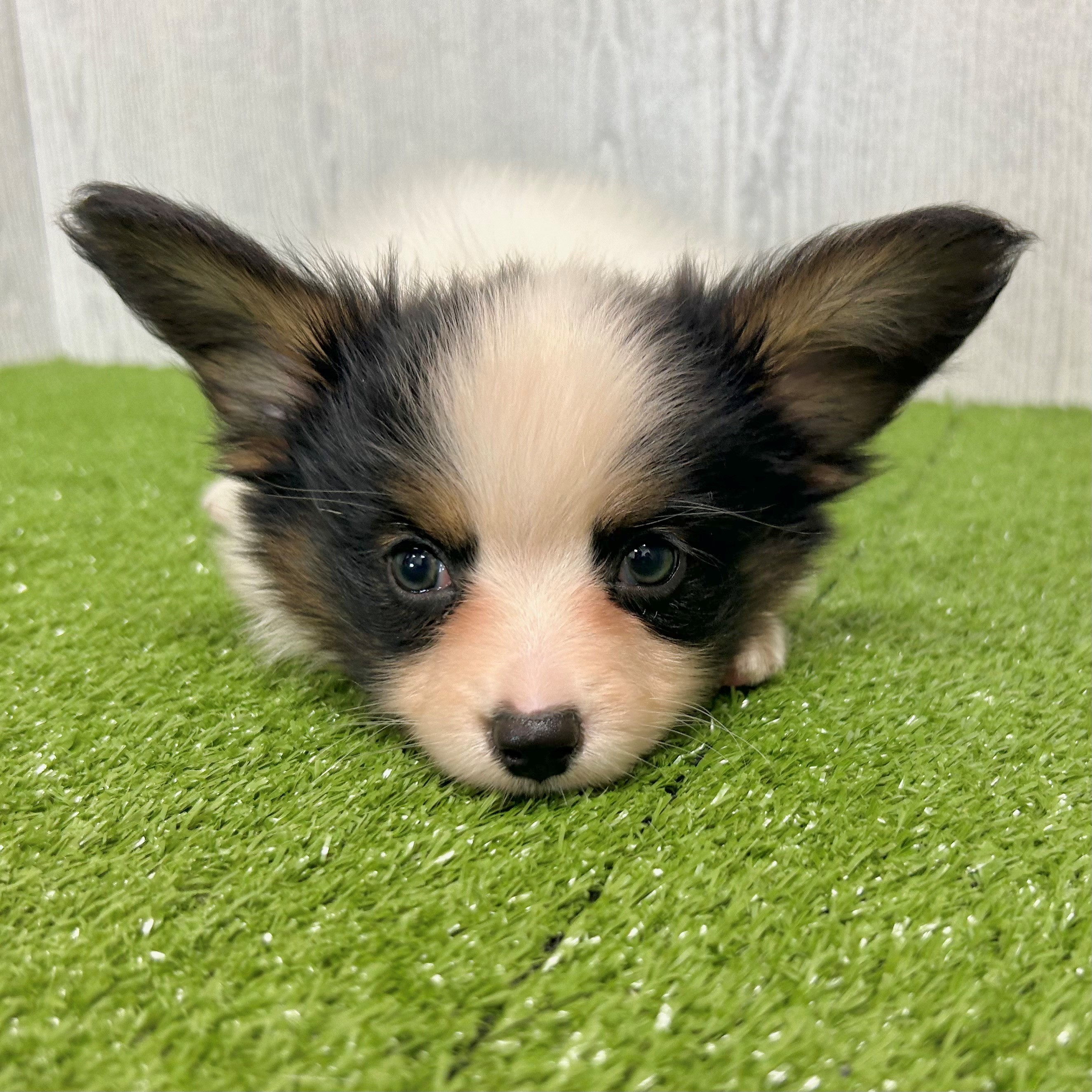 フルシリコン　仔犬ちゃん 🌟新入り仔犬ちゃんのご紹介🌟 | ペットショップ 犬の家&猫の里 | 子犬